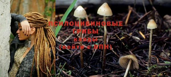 PSILOCYBIN Вяземский